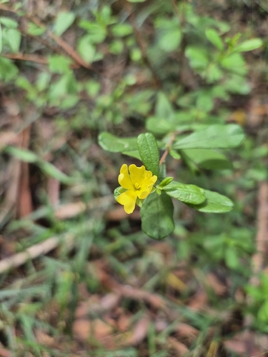 Rough Guinea Flower (Hibbertia aspera)