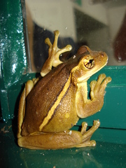 Trachycephalus mesophaeus