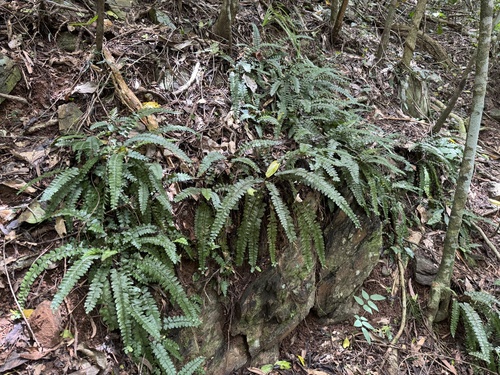 Asplenium paleaceum, 2026-03-24
