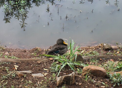 iNaturalist: (c) capefox, some rights reserved (CC BY-NC) iNaturalist image