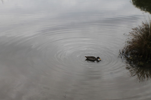 iNaturalist: (c) capefox, some rights reserved (CC BY-NC) iNaturalist image