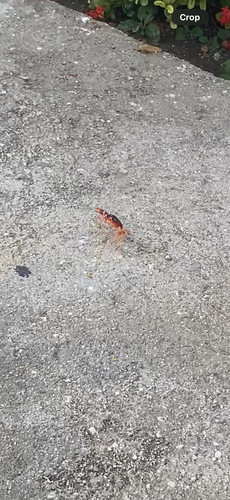 Blackback Land Crab