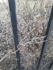 Ligustrum