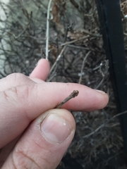 Ligustrum