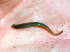Petromyzontidae