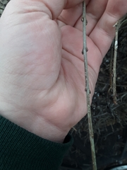 Ligustrum