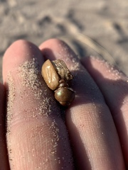 Pseudocotalpa giulianii