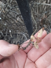 Ligustrum