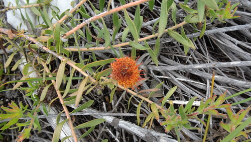 Yellow-trailing Pincushion (Leucospermum prostratum)
