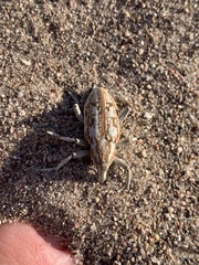 Apleurus albovestitus