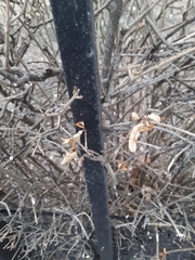 Ligustrum