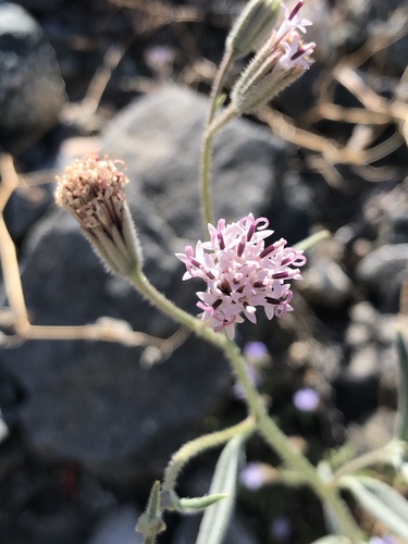 iNaturalist observation photo of Spanish needle