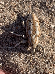 Apleurus albovestitus