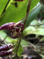 Pleurothallis restrepioides