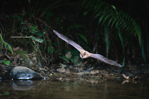Geoffroy's Bat, Aquitaine, FR, photo 8 of 10