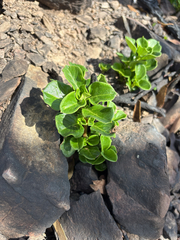 Coprosma hirtella, photograph (c) Bryce Watts-Parker, some rights reserved (CC BY)