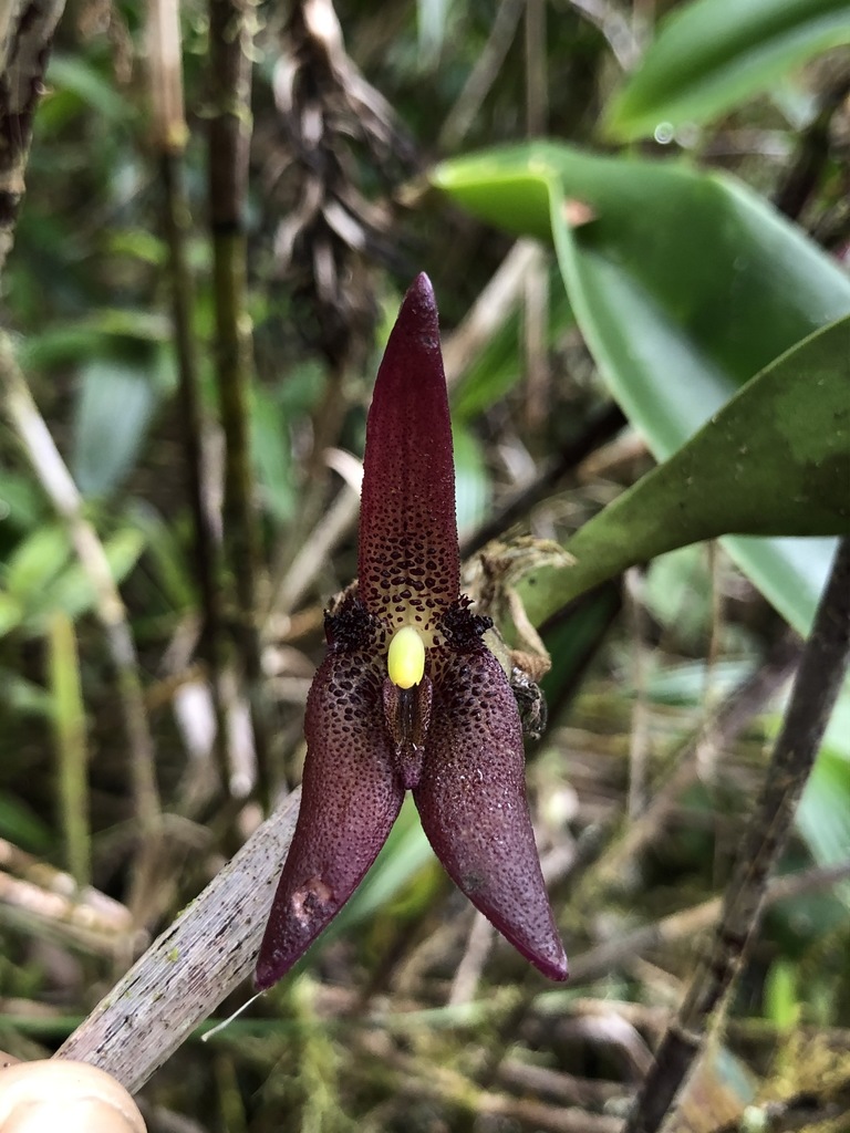 Myoxanthus serripetalus