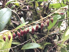 Pleurothallis restrepioides
