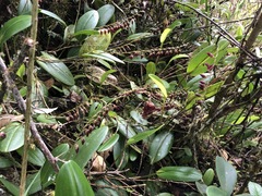 Pleurothallis restrepioides