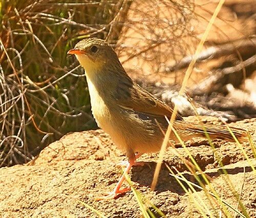 iNaturalist image