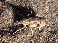 Apleurus albovestitus