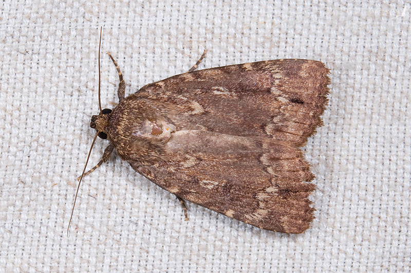 Amphipyra averna