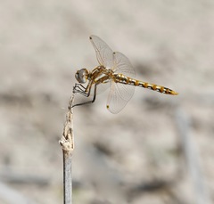 Sympetrum corruptum