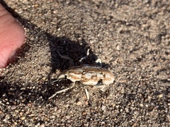 Apleurus albovestitus