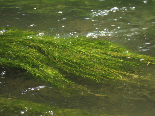 Fennel-leaf Pondweed (Stuckenia pectinata)