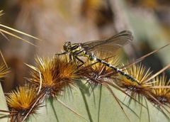 Phanogomphus militaris