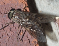 Tabanus equalis