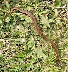 Aparallactus capensis