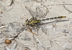 Phanogomphus militaris