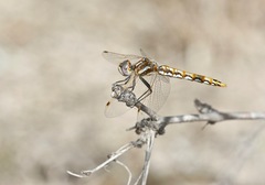 Sympetrum corruptum
