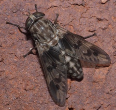 Tabanus venustus