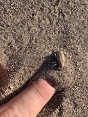 Apleurus albovestitus