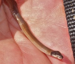 Aparallactus capensis