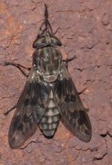 Tabanus venustus