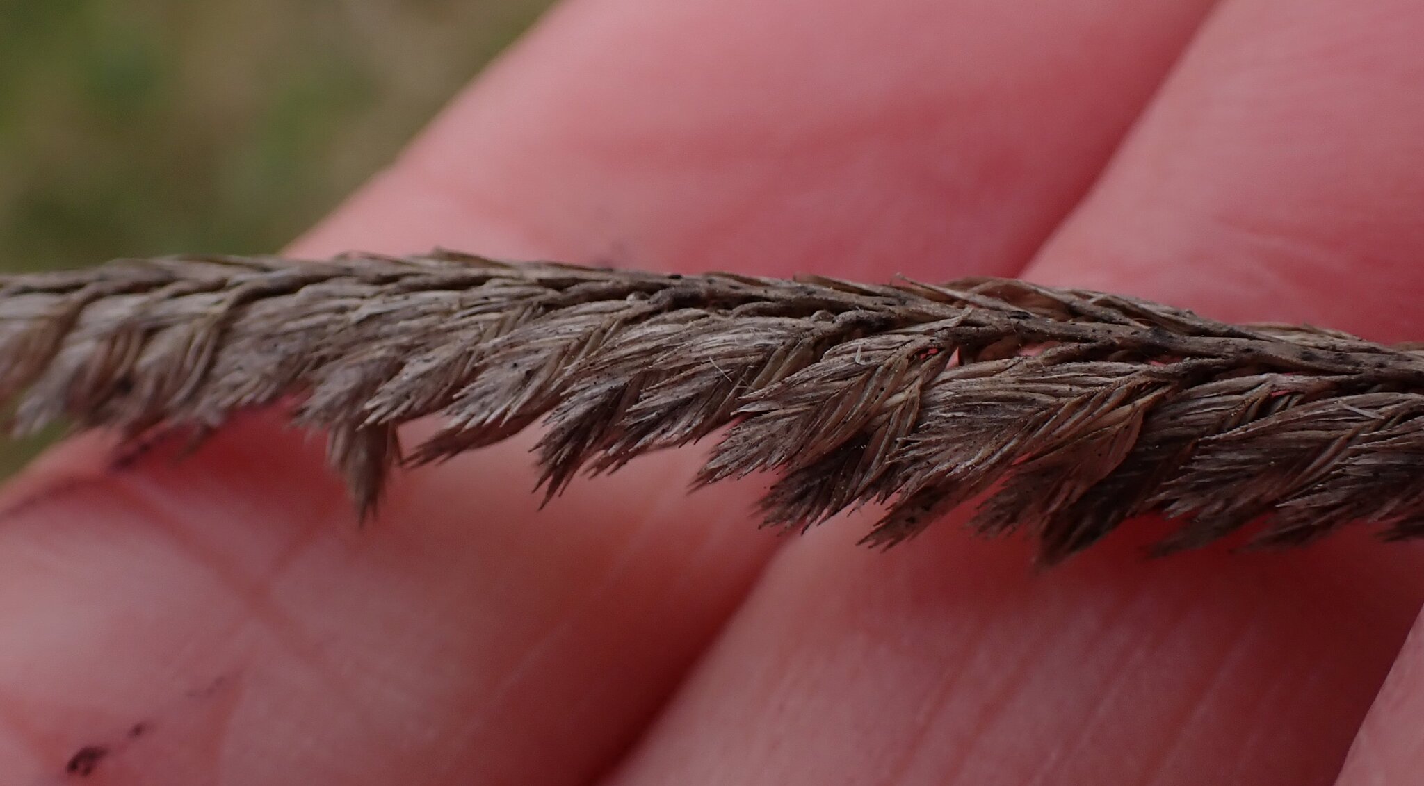 Crested Dogstail Grass (Cynosurus cristatus)