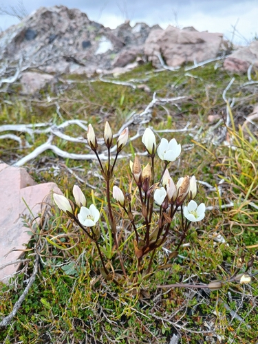 Gentianella diemensis observed 2026-03-24