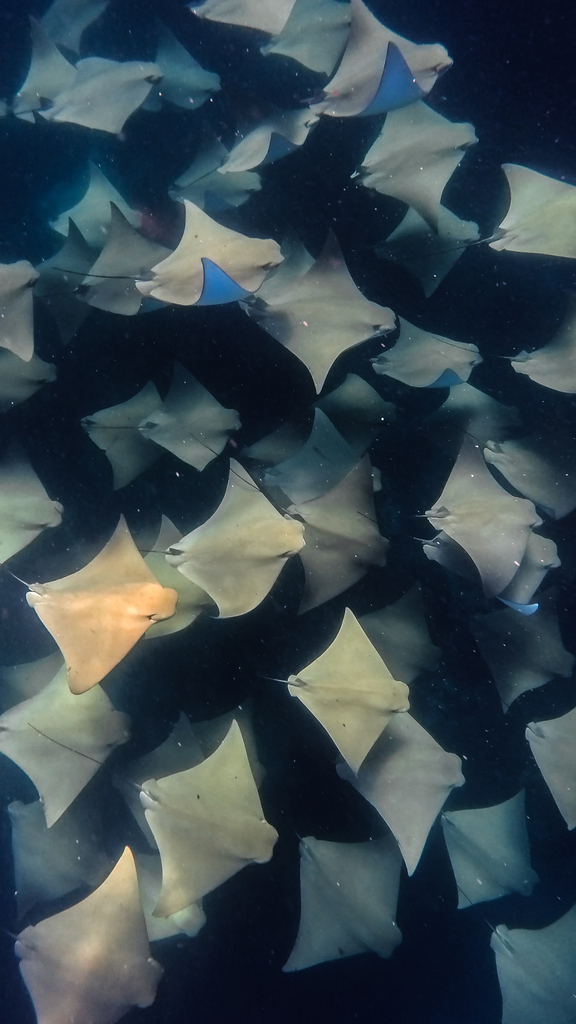 Australian Rays Australian Cownose Ray from AU on January 26, 2026 at 09:00 AM by ...