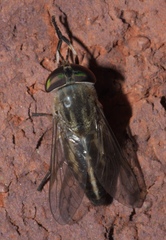 Tabanus subsimilis