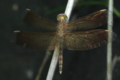 Neurothemis terminata