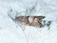 Sereda tautana