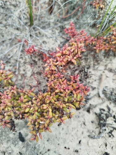 Crassula expansa