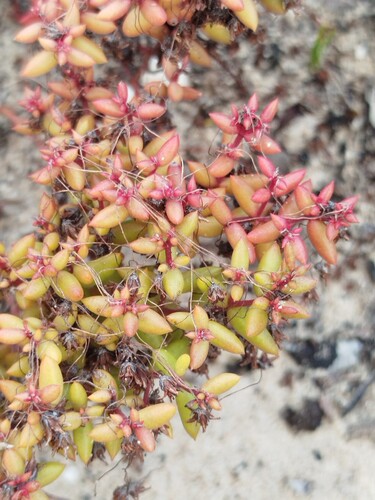Crassula expansa