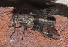 Tabanus venustus