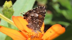 Uranothauma nubifer nubifer