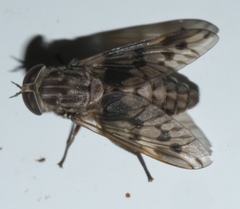 Tabanus venustus