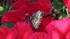 Uranothauma nubifer nubifer